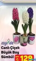 ASYA LALE CANLI ÇİÇEK BÜYÜK BOY SÜMBÜL fiyat ve kampanya bilgisi
